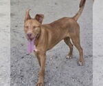 Small #2 Ibizan Hound-Pharaoh Hound Mix