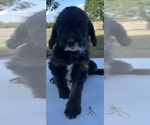 Small #1 Beagle-Poodle (Toy) Mix