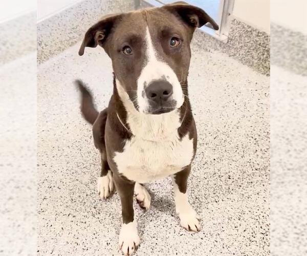 Medium Photo #2 Mutt Puppy For Sale in Houston, TX, USA