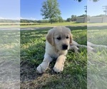 Puppy Forrest Golden Retriever