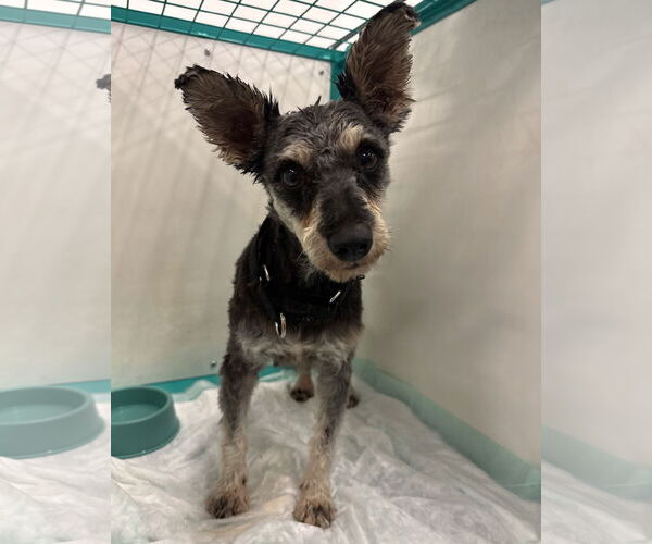 Medium Photo #4 - Mix Puppy For Sale in Brooklyn Center, MN, USA