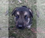 Small Photo #3 German Shepherd Dog Puppy For Sale in WADENA, MN, USA
