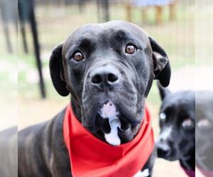 Mastiff-Unknown Mix Dogs for adoption in San Antonio, TX, USA