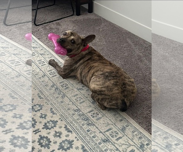 Medium Photo #5 Bull-Boxer Puppy For Sale in Germantown, OH, USA