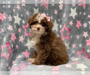 Schnoodle (Miniature) Puppy for sale in LAKELAND, FL, USA