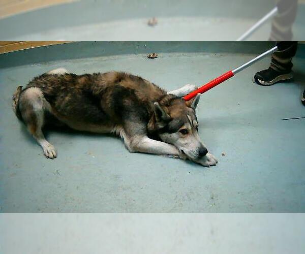 Medium Photo #1 German Shepherd Dog-Unknown Mix Puppy For Sale in Tulsa, OK, USA