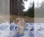 Small #2 French Bulldog