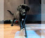 Small #4 Golden Retriever Mix