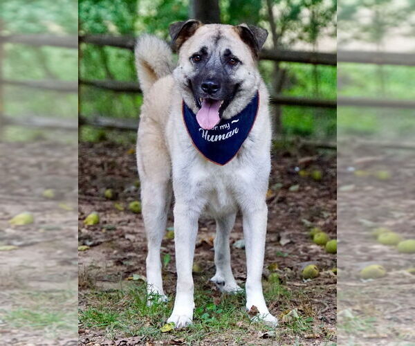 Medium Photo #2 Anatolian Shepherd-Unknown Mix Puppy For Sale in Greenbelt, MD, USA