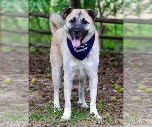 River - Male Anatolian Shepherd-Unknown Mix Dog for Adoption - Photo #2