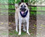 Small #1 Anatolian Shepherd Mix