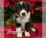 Small #2 Border Collie