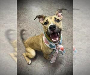 American Pit Bull Terrier-Unknown Mix Dogs for adoption in Saginaw, MI, USA