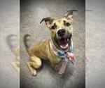 Small American Pit Bull Terrier Mix