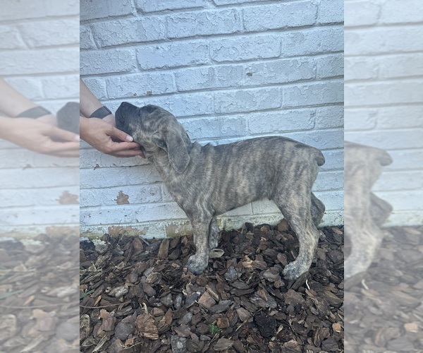 Medium Photo #2 Cane Corso Puppy For Sale in PALOS HEIGHTS, IL, USA