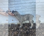 Small Photo #2 Cane Corso Puppy For Sale in PALOS HEIGHTS, IL, USA