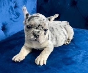 French Bulldog Puppy for sale in DENVER, CO, USA