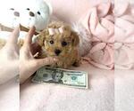 Small #4 Poodle (Toy)