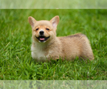 Puppy 4 Pembroke Welsh Corgi