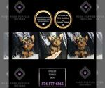 Puppy Oakley Yorkshire Terrier