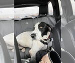 Small #1 Great Dane-Pointer Mix