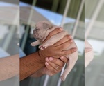 Small Photo #4 French Bulldog Puppy For Sale in MAGNOLIA SQ, FL, USA