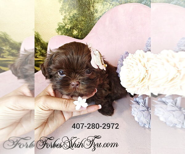 Medium Photo #1 Shih Tzu Puppy For Sale in OCALA, FL, USA
