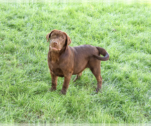 Labrador Retriever Puppy for sale in SYRACUSE, IN, USA