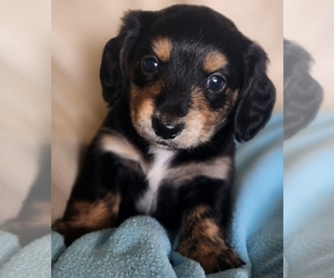 Dachshund Puppy for Sale in PARIS, Illinois USA