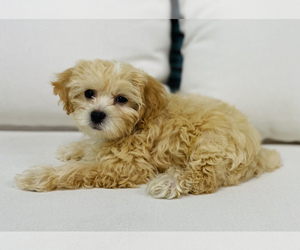 Bichpoo Puppy for sale in CINCINNATI, OH, USA