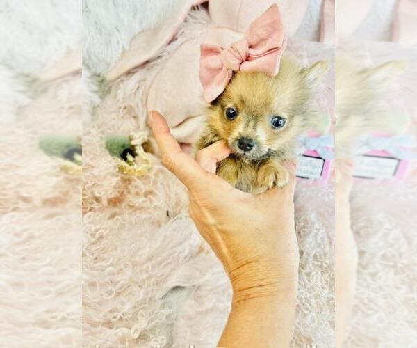 Medium Photo #20 Pomeranian Puppy For Sale in TAMPA, FL, USA