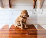 Small Photo #4 Poodle (Standard) Puppy For Sale in WAGENER, SC, USA