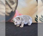 Small Photo #9 English Bulldog Puppy For Sale in WINTER PARK, FL, USA