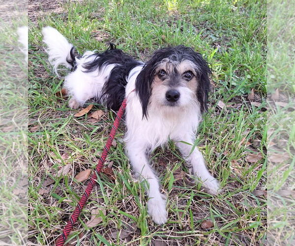 Medium Photo #1 Jack Russell Terrier-Tibetan Spaniel Mix Puppy For Sale in Missouri City, TX, USA