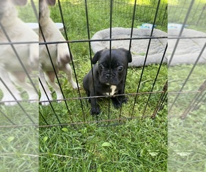 Frenchie Pug Puppy for Sale in BRIDGEPORT, Connecticut USA