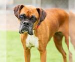 Small Boxer