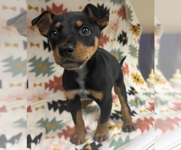 Medium Photo #1 Miniature Pinscher-Unknown Mix Puppy For Sale in HESPERIA, CA, USA