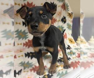 Miniature Pinscher-Unknown Mix Dogs for adoption in HESPERIA, CA, USA
