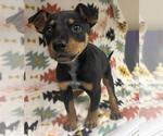 A128942 - Male Miniature Pinscher-Unknown Mix Dog for Adoption - Small photo