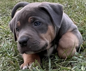 American Bully Puppy for sale in JASPER, FL, USA