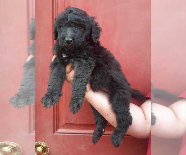 Medium Photo #8 Aussiedoodle Puppy For Sale in COTTAGEVILLE, SC, USA