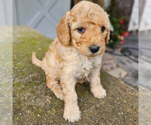 Goldendoodle (Miniature) Puppy for sale in MANHEIM, PA, USA