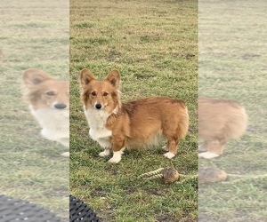 Mother of the Pembroke Welsh Corgi puppies born on 02/01/2022