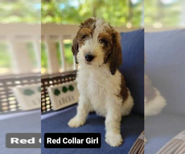 Medium Photo #3 Bernedoodle-Poodle (Standard) Mix Puppy For Sale in ARAGON, GA, USA