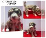 Small Photo #3 Sheepadoodle Puppy For Sale in FORT MORGAN, CO, USA