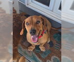 Small #2 Dachshund Mix