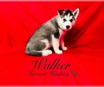 Puppy Walker Siberian Husky