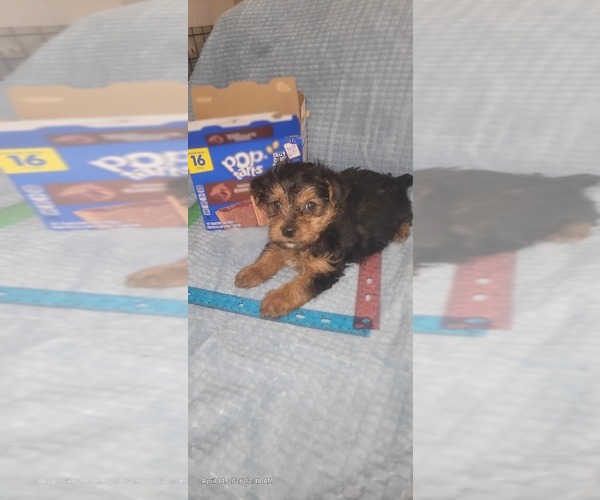 Medium Photo #271 Yorkshire Terrier Puppy For Sale in AKRON, OH, USA