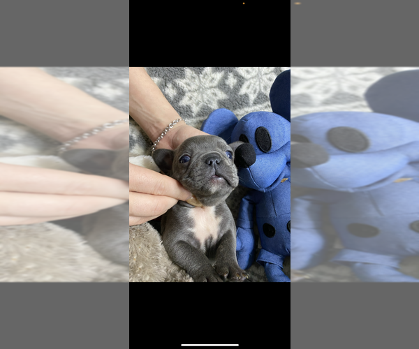 Medium Photo #4 French Bulldog Puppy For Sale in CROWNSVILLE, MD, USA