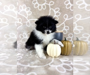 Pomeranian Puppy for sale in INDIANAPOLIS, IN, USA